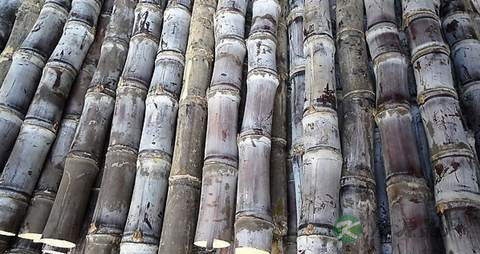 湿气重吃什么水果