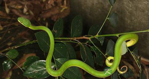 青竹蛇咬伤怎么办