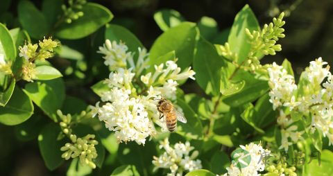 蜂胶的作用与功效