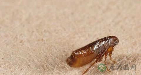 家里有跳蚤怎么办