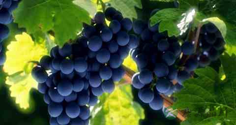 吃什么可以促进胸部发育