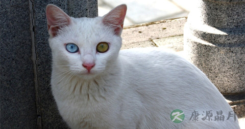 阴阳眼的猫好不好，阴阳眼猫咪是怎么回事