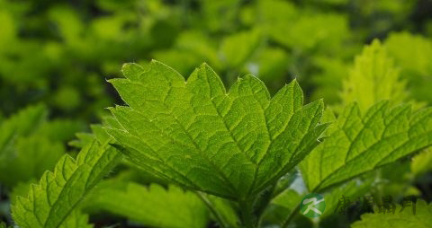 夏谷草的副作用