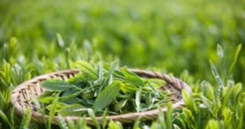 绿茶能清热解毒吗