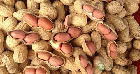 催乳食谱有哪些