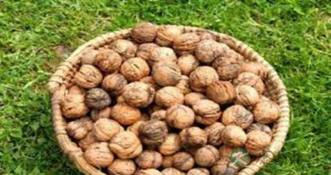 壮阳补肾吃什么