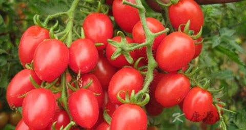 眼睛干涩喝什么好