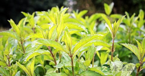 蚂蚱菜的副作用
