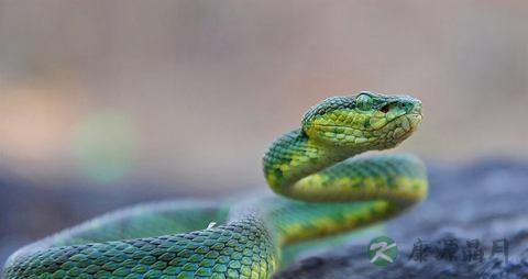 青竹蛇咬伤怎么办