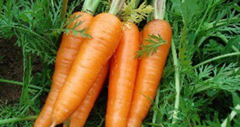 孕妇吃什么生津止渴