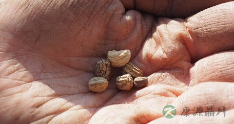 奇异子会致癌吗