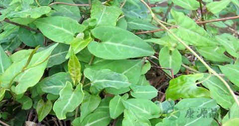 脱发怎么治疗最好