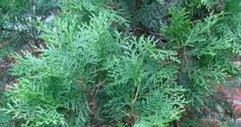 肾虚型脱发怎么治疗