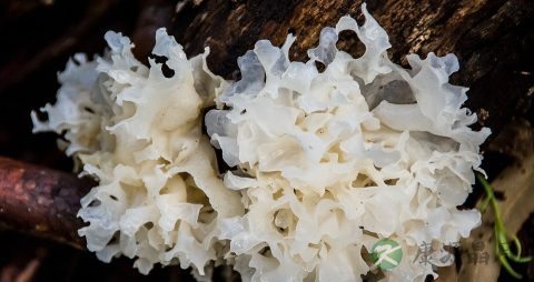 木瓜银耳可以每天吃吗