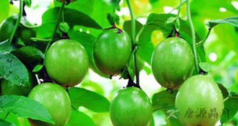 清热解毒中成药