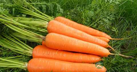 什么东西养肝明目