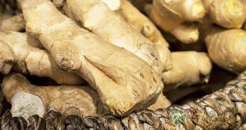 生姜发青还能吃吗