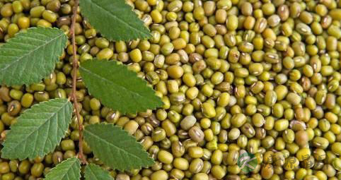 常见的含大量激素的食物有哪些？