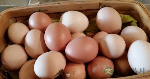 鸡蛋怎样吃好吃