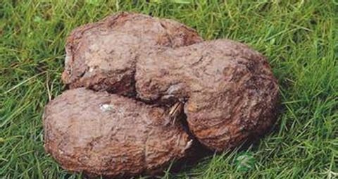 茯苓能治疗脱发吗