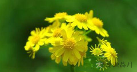 吃什么对头发生长好