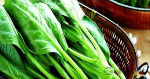 清热解毒的蔬菜