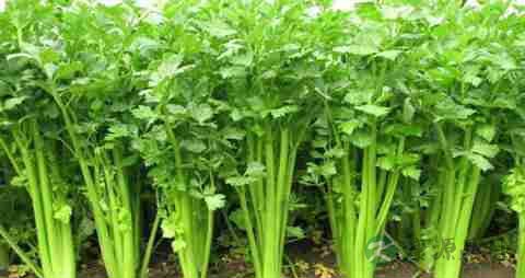 牙痛吃什么东西