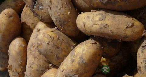 土豆发芽了还能吃吗