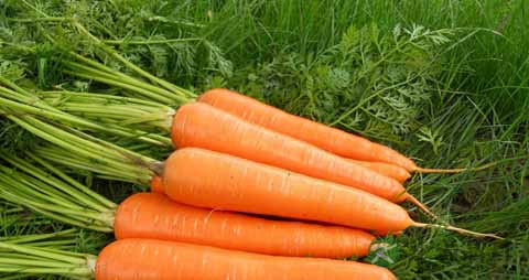 什么东西吃了对眼睛好