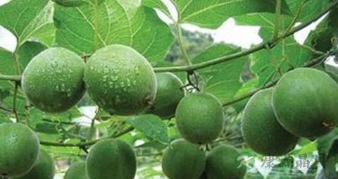 清咽润喉喝什么