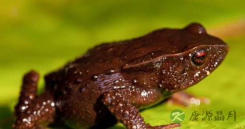 癞蛤蟆能吃吗