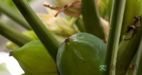 木瓜海棠的功效