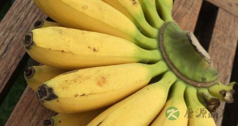 香蕉皮的作用