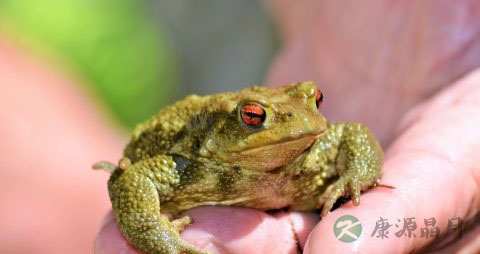 癞蛤蟆有毒吗