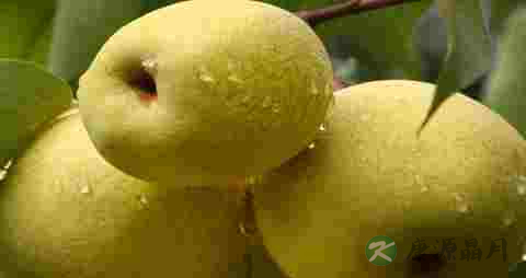 吃什么水果可以清热解毒