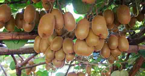 骨折了吃什么水果