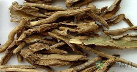 清热解毒的菜有哪些