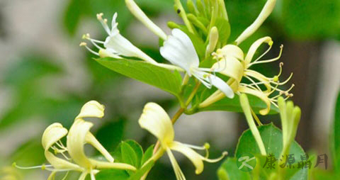 清热解毒的草药