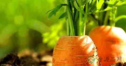 吃什么可以使头发变黑