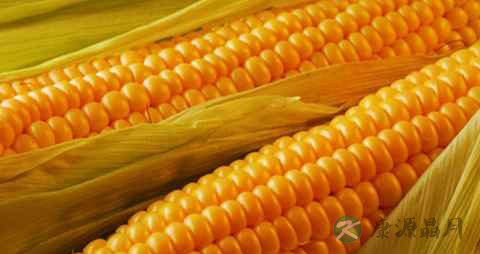 女性脂溢性脱发的原因