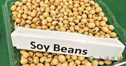 熊果苷能美白吗