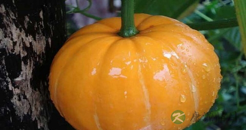 清热解毒的青菜