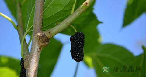 桑果酒的好处