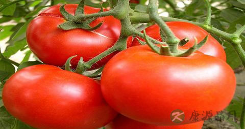 骨折后吃什么补品