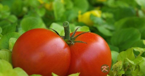 蛇皮癣怎样治疗