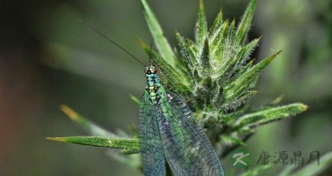 墨菲氏征的症状