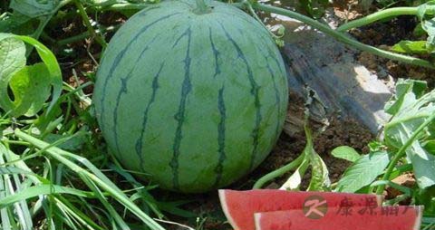 湿气重吃什么水果