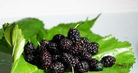 肾虚脱发吃什么好