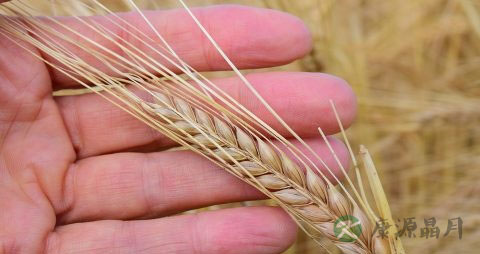 怀孕期间吃什么可以补血