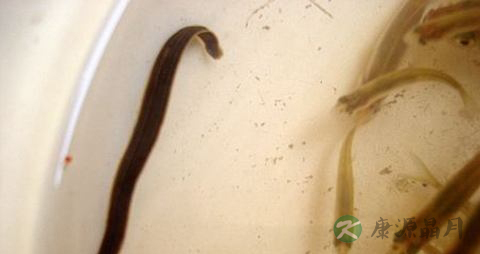 吸血虫的感染方式